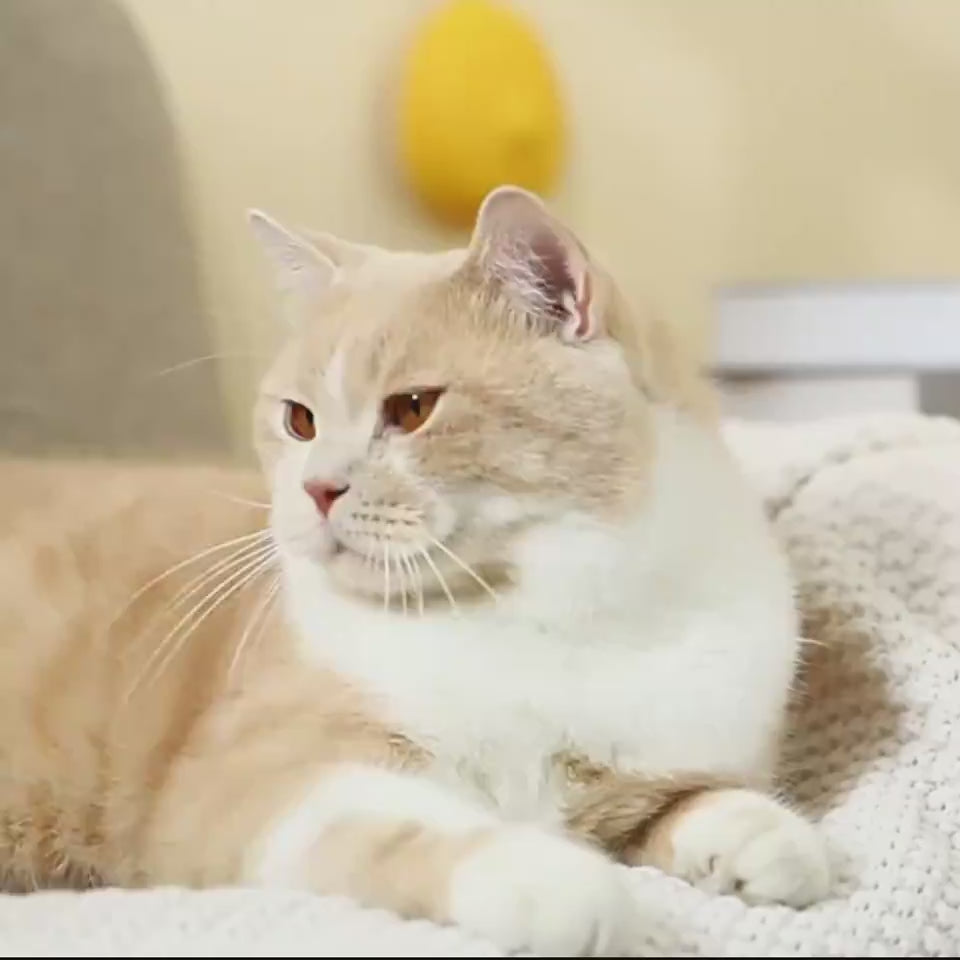 Cepillo para Mascotas Forma de Aguacate | Elimina Pelo Suelto, Masajea y Fácil de Usar